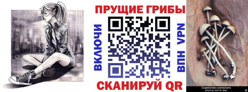 Галлюциногенные грибы Psilocybe  Купить  Курчатов 